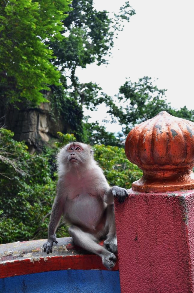 Monkey is checking all the visitors while sitting on Temple Cave steps