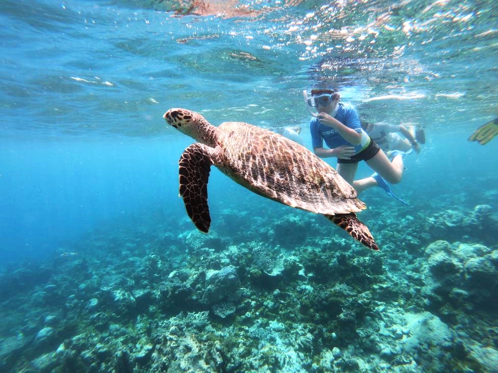 Mateja is swimming with his Maldivian sea turtle friend