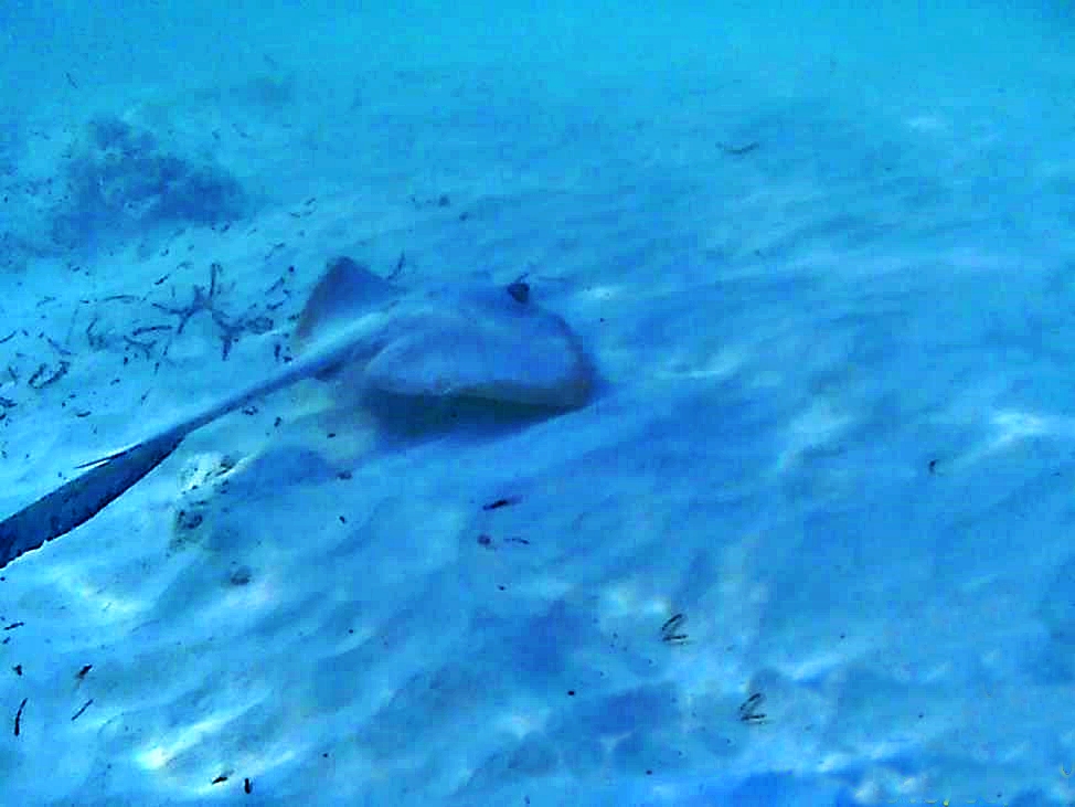 Manta swimming in shallow water