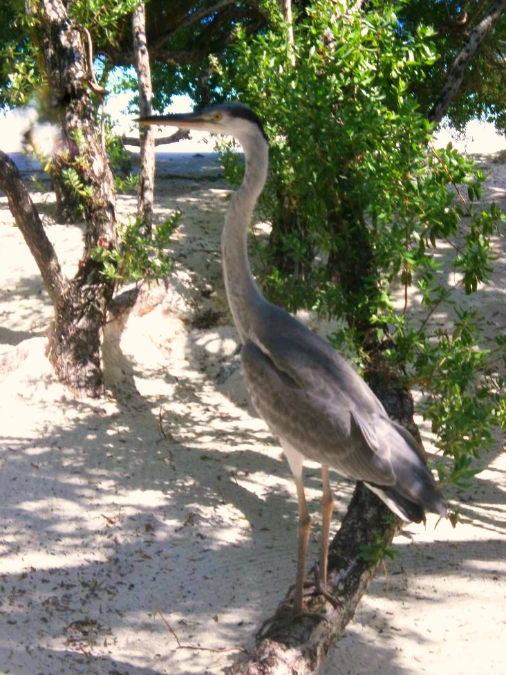 Maldivian heron or a dodo bird? Picture of a bird similar to heron