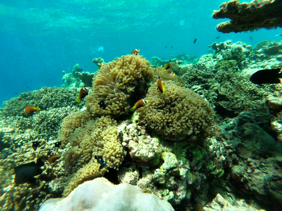 Fascinating underwater world in Maldives with corals and colorful fish