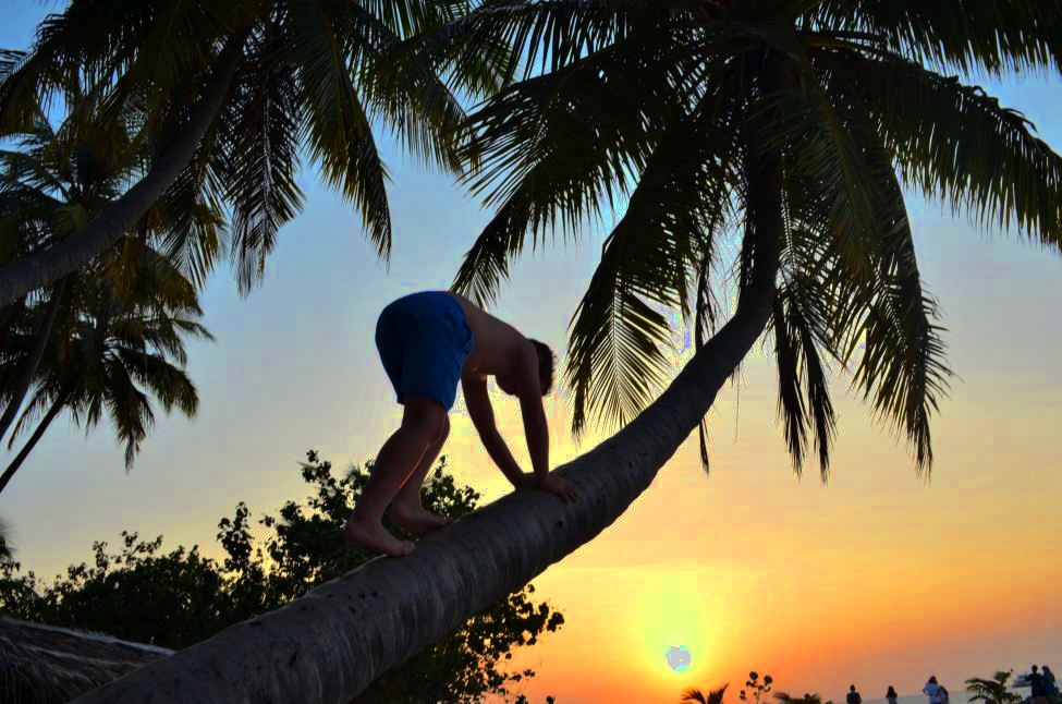 Mateja (author) is climbing Maldivian palm on Maafushi Island