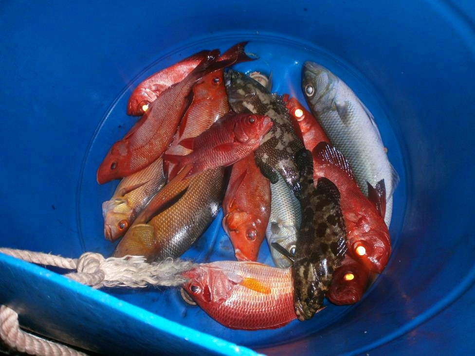 Diversity of freshly caught reef fish