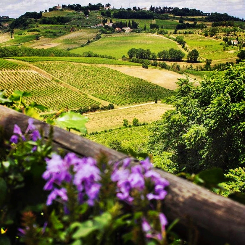 Purple flowers with green Tuscan vineyards in the background