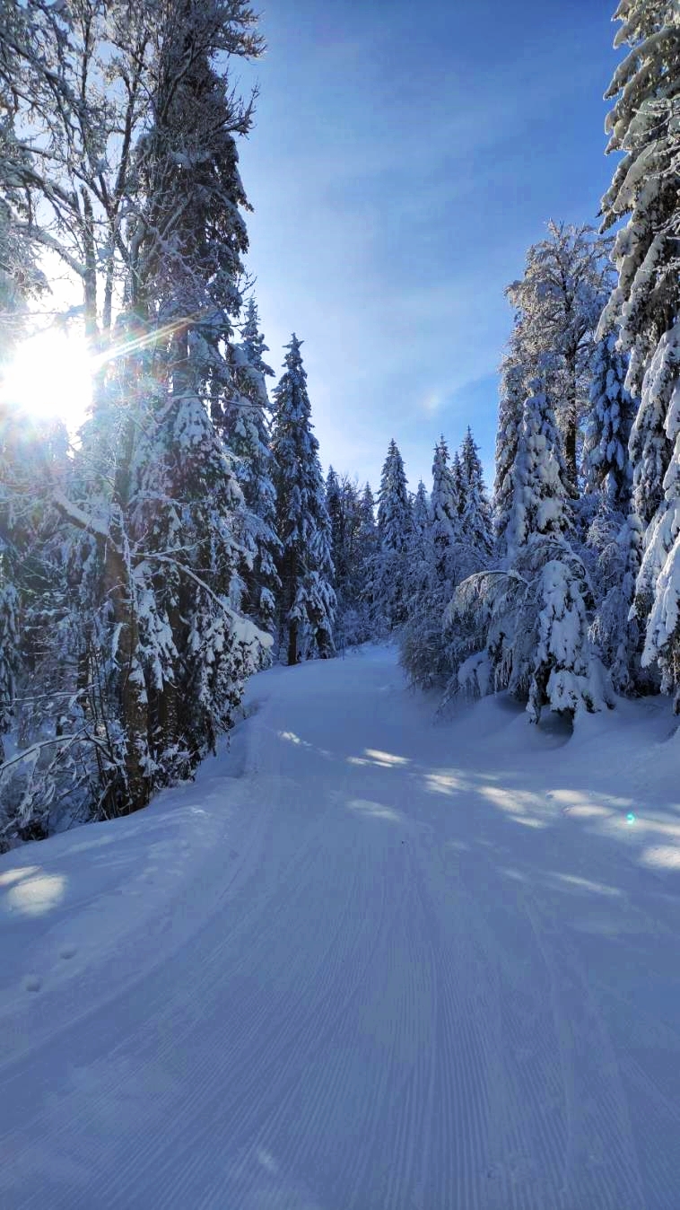 Idyllic hiking trail covered with snow winding between pine forests of jahorina